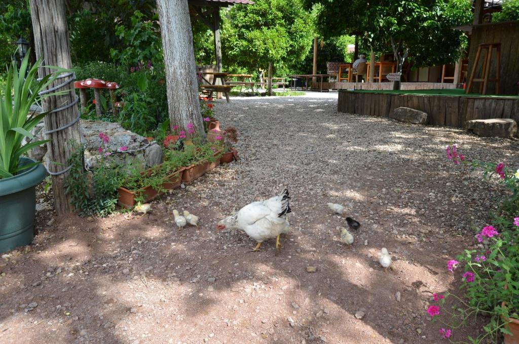 Olympos Yakamoz Pansiyon Exterior foto